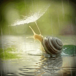 insects-free-animated-gifs-gameznet-01.gif