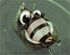 insects-free-animated-gifs-gameznet-0105.gif