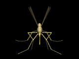 insects-free-animated-gifs-gameznet-0114.gif