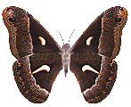 insects-free-animated-gifs-gameznet-0116.gif