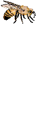 insects-free-animated-gifs-gameznet-0118.gif