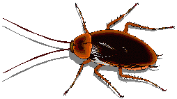 insects-free-animated-gifs-gameznet-0121.gif