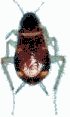 insects-free-animated-gifs-gameznet-0124.gif