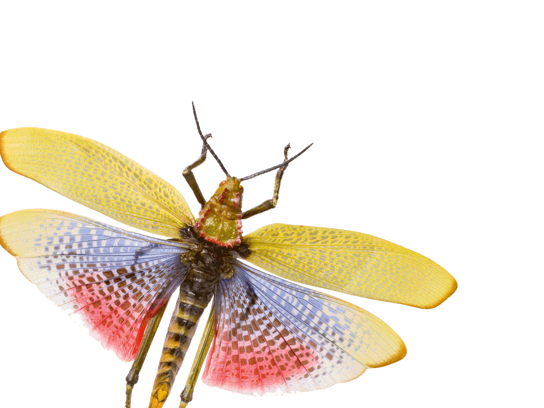 insects-free-animated-gifs-gameznet-0133.gif