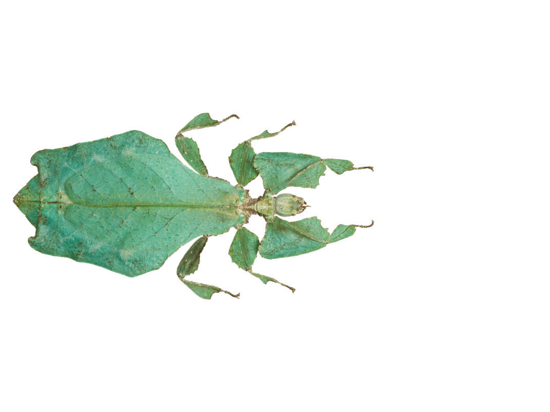 insects-free-animated-gifs-gameznet-0134.gif