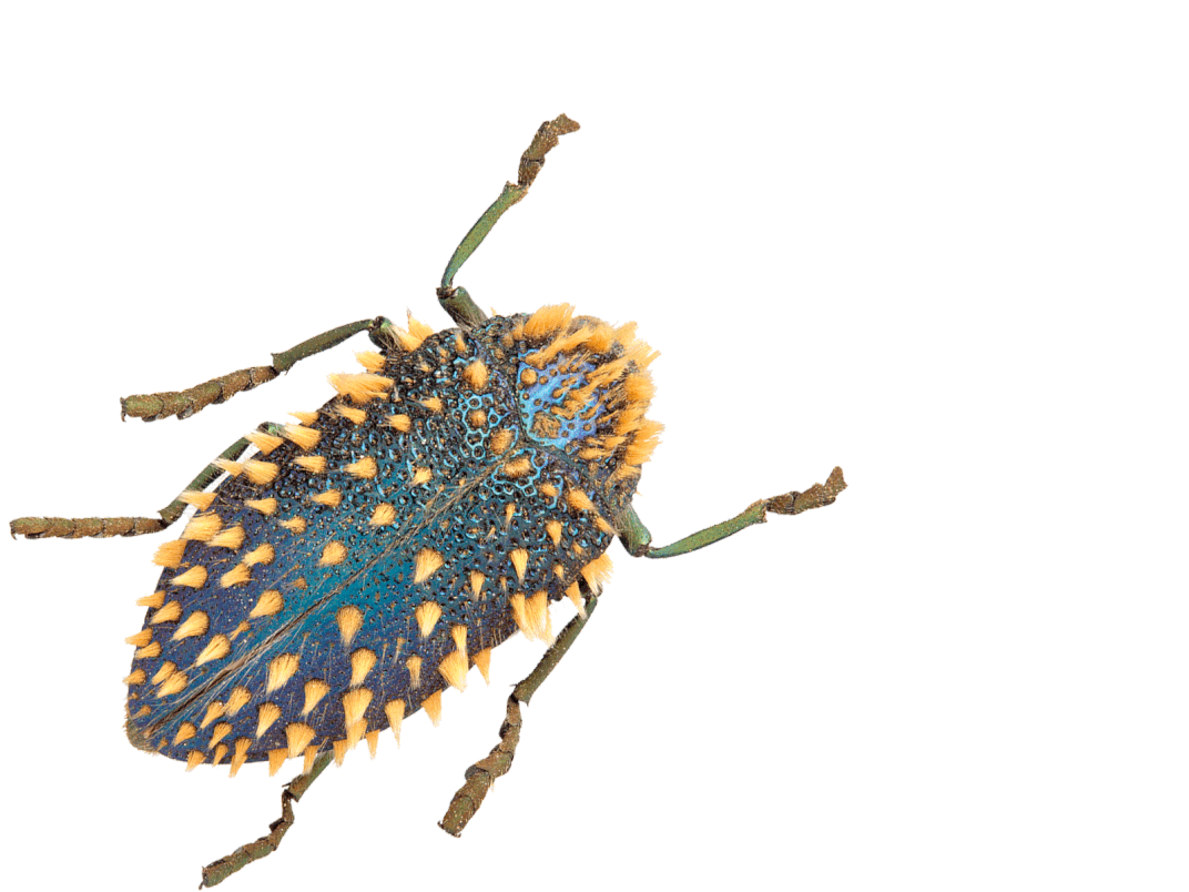 insects-free-animated-gifs-gameznet-0135.gif