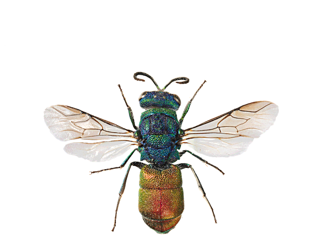 insects-free-animated-gifs-gameznet-021.gif