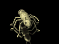 insects-free-animated-gifs-gameznet-042.gif