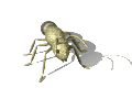 insects-free-animated-gifs-gameznet-043.gif
