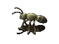 insects-free-animated-gifs-gameznet-045.gif