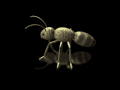 insects-free-animated-gifs-gameznet-046.gif