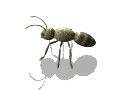 insects-free-animated-gifs-gameznet-047.gif
