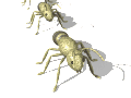 insects-free-animated-gifs-gameznet-050.gif