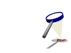 insects-free-animated-gifs-gameznet-053.gif