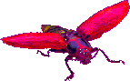 insects-free-animated-gifs-gameznet-074.gif