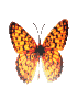 insects-free-animated-gifs-gameznet-078.gif
