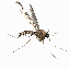 insects-free-animated-gifs-gameznet-09.gif