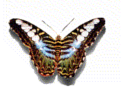 insects-free-animated-gifs-gameznet-093.gif