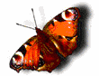 insects-free-animated-gifs-gameznet-097.gif