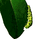 insects-free-animated-gifs-gameznet-099.gif
