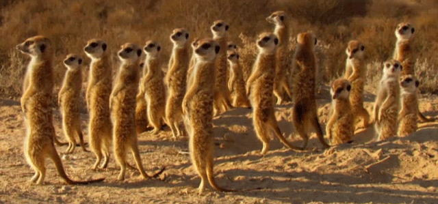 meerkat-free-animated-gifs-gameznet-010.gif