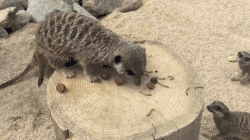 meerkat-free-animated-gifs-gameznet-011.gif