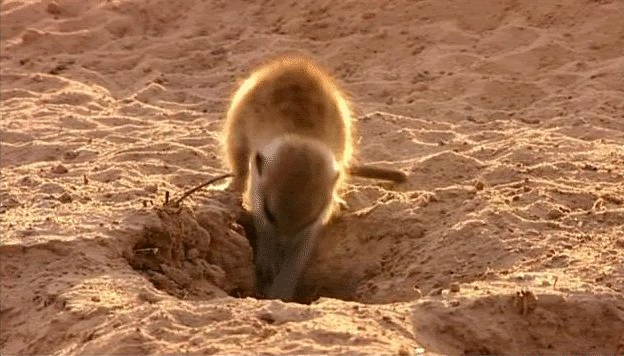 meerkat-free-animated-gifs-gameznet-012.gif
