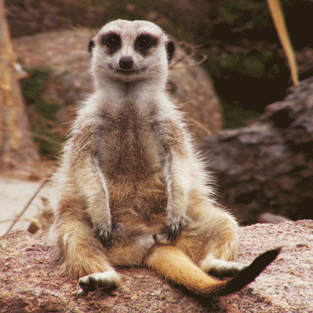 meerkat-free-animated-gifs-gameznet-014.gif