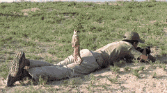 meerkat-free-animated-gifs-gameznet-015.gif