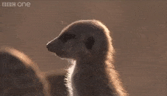 meerkat-free-animated-gifs-gameznet-016.gif
