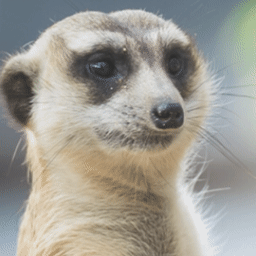 meerkat-free-animated-gifs-gameznet-03.gif