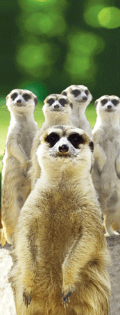 meerkat-free-animated-gifs-gameznet-05.gif