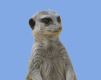 meerkat-free-animated-gifs-gameznet-06.gif