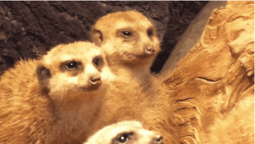 meerkat-free-animated-gifs-gameznet-07.gif