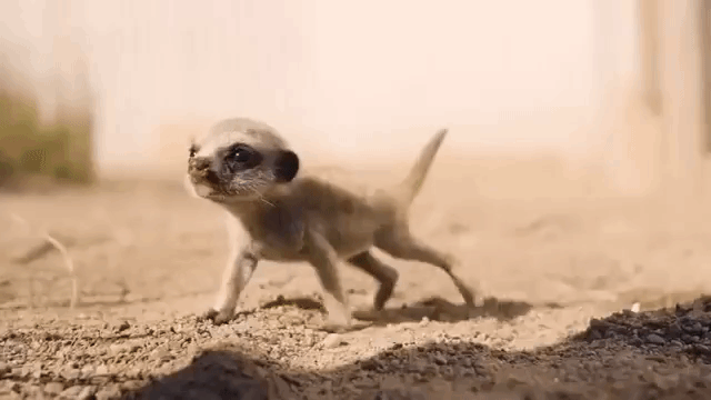 meerkat-free-animated-gifs-gameznet-08.gif