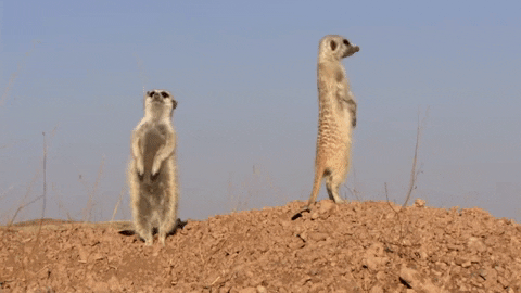 meerkat-free-animated-gifs-gameznet-09.gif