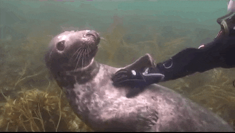 seal-free-animated-gifs-gameznet-01.jpg