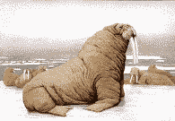 seal-free-animated-gifs-gameznet-010.gif