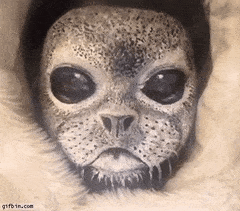 seal-free-animated-gifs-gameznet-012.gif