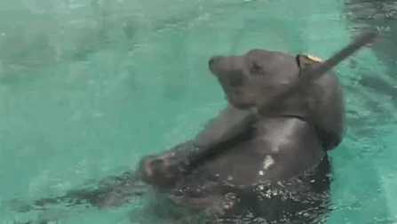 seal-free-animated-gifs-gameznet-013.gif