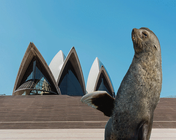 seal-free-animated-gifs-gameznet-014.jpg