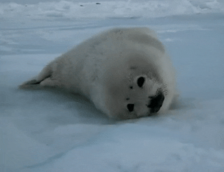 seal-free-animated-gifs-gameznet-018.gif