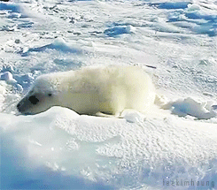 seal-free-animated-gifs-gameznet-019.gif