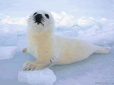 seal-free-animated-gifs-gameznet-02.gif