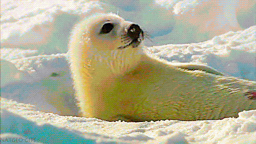 seal-free-animated-gifs-gameznet-020.gif