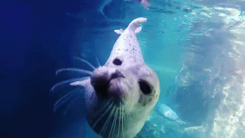 seal-free-animated-gifs-gameznet-021.gif