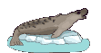 seal-free-animated-gifs-gameznet-06.gif