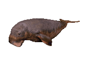 seal-free-animated-gifs-gameznet-08.gif
