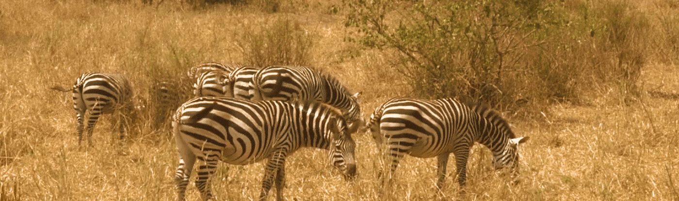 zebera-free-animated-gifs-gameznet-010.gif