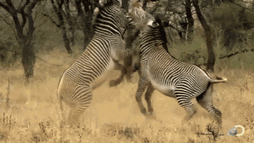 zebera-free-animated-gifs-gameznet-012.gif